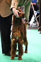 Crufts2011 175